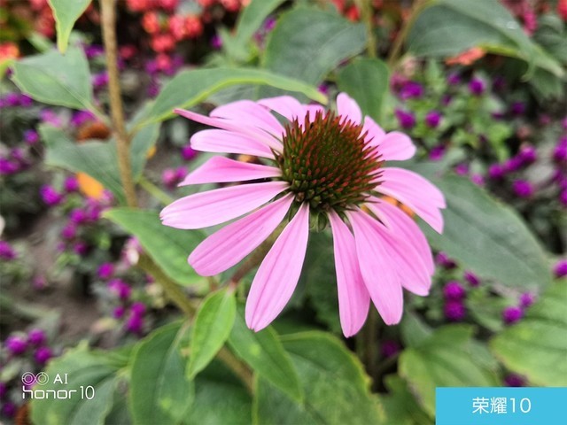 iPhone X、荣耀10、小米8拍照对比评测 苹果秒杀一切?