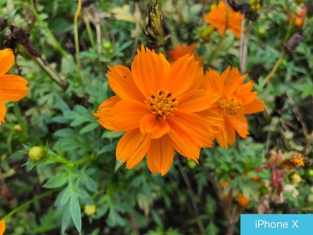 iPhone X、荣耀10、小米8拍照对比评测 苹果秒杀一切?