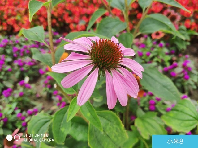 iPhone X、荣耀10、小米8拍照对比评测 苹果秒杀一切?