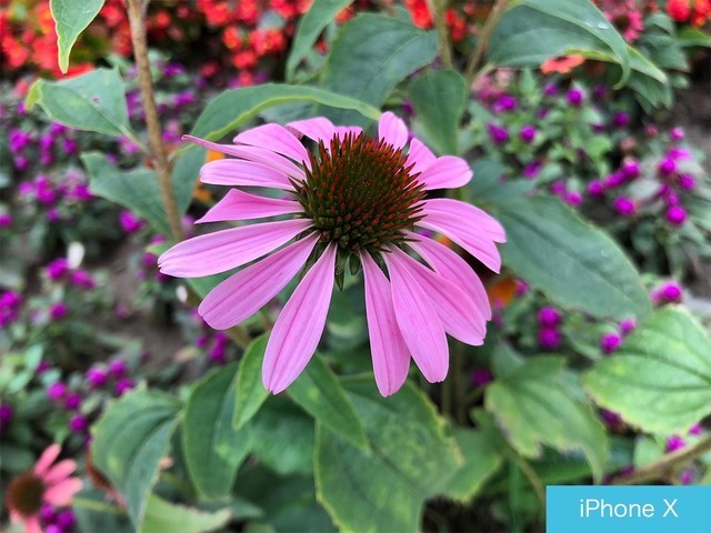 iPhone X、荣耀10、小米8拍照对比评测 苹果秒杀一切?