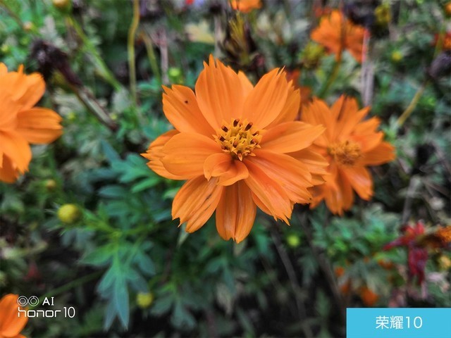 iPhone X、荣耀10、小米8拍照对比评测 苹果秒杀一切?