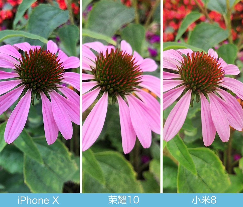 iPhone X、荣耀10、小米8拍照对比评测 苹果秒杀一切?