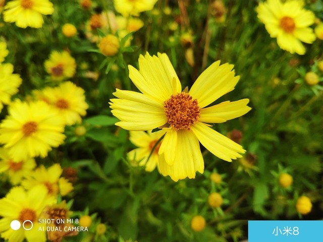 iPhone X、荣耀10、小米8拍照对比评测 苹果秒杀一切?