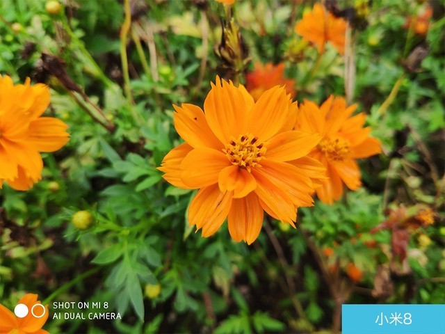 iPhone X、荣耀10、小米8拍照对比评测 苹果秒杀一切?