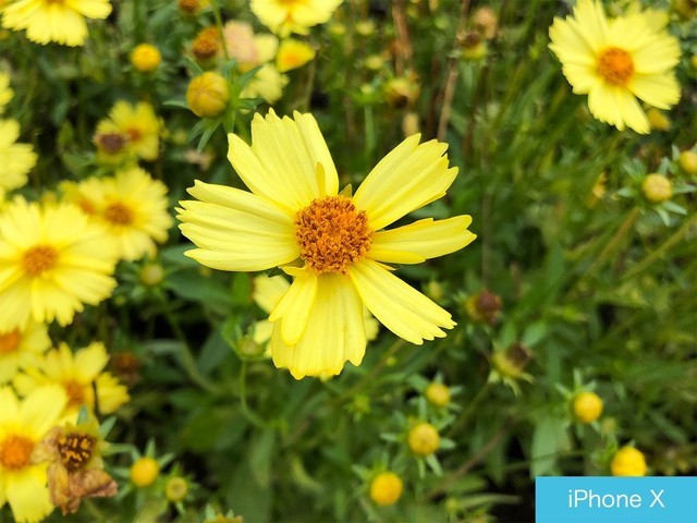 iPhone X、荣耀10、小米8拍照对比评测 苹果秒杀一切?