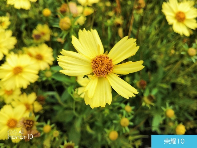 iPhone X、荣耀10、小米8拍照对比评测 苹果秒杀一切?